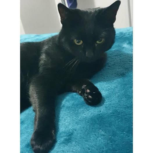 Bronn - Domestic Shorthair cat available for adoption at Perth Rescue Angels in Perth