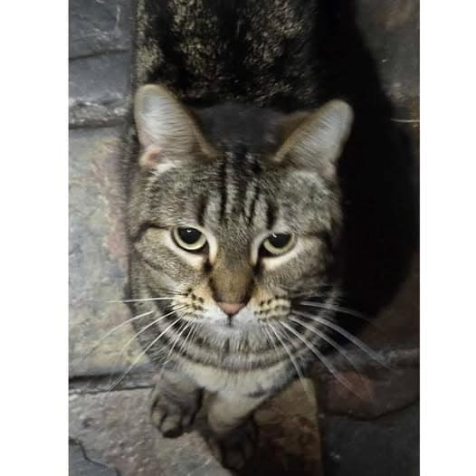 Dawn - Domestic Shorthair cat available for adoption at Perth Rescue Angels in Perth