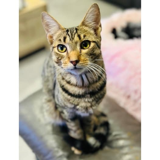 Mochi - Domestic Shorthair cat available for adoption at Perth Rescue Angels in Perth