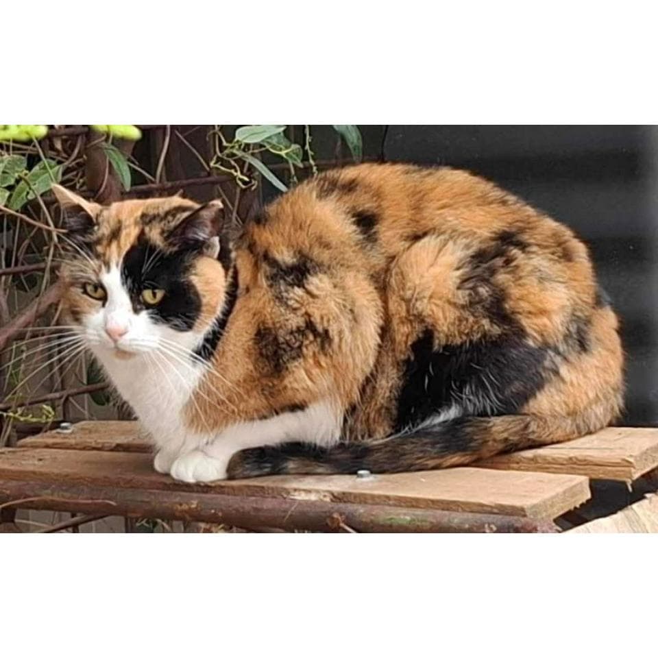 Rhea - Domestic Shorthair cat available for adoption at Perth Rescue Angels in Perth