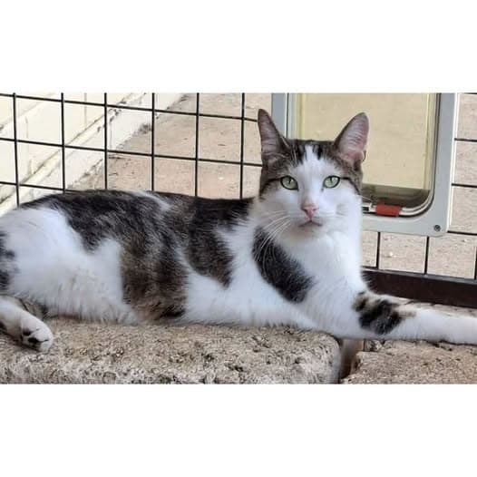 Trevor - Domestic Shorthair cat available for adoption at Perth Rescue Angels in Perth