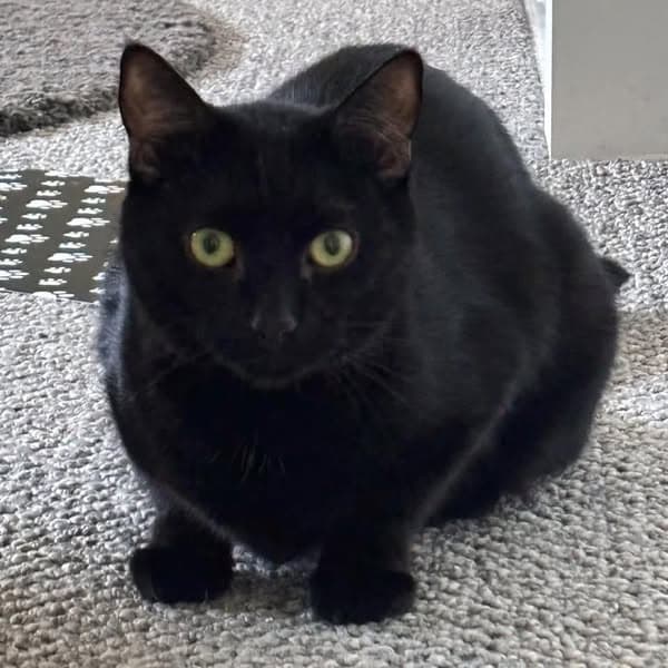Fifimeow - Domestic Shorthair cat available for adoption at Perth Rescue Angels in Perth
