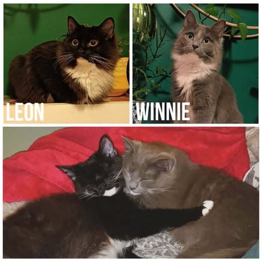 Leon & Winifred - Domestic Medium Hair cat available for adoption at Perth Rescue Angels in Perth