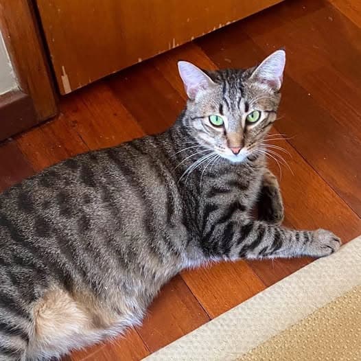 Muesli - Domestic Shorthair cat available for adoption at Perth Rescue Angels in Perth