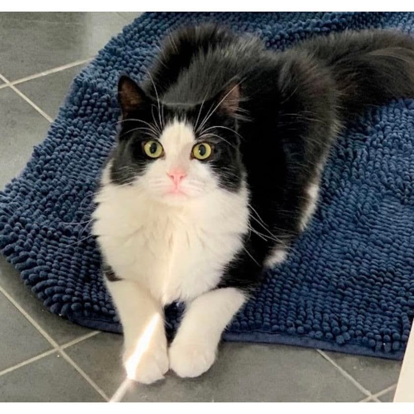 Savvy - Domestic Medium Hair cat available for adoption at Perth Rescue Angels in Perth