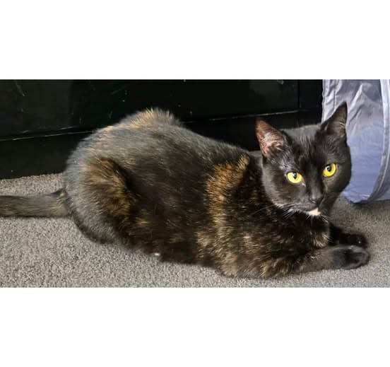 Darling - Domestic Shorthair cat available for adoption at Perth Rescue Angels in Perth