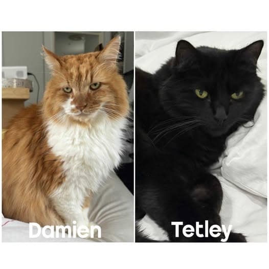 Tetley & Damien - Domestic Medium Hair cat available for adoption at Perth Rescue Angels in Perth