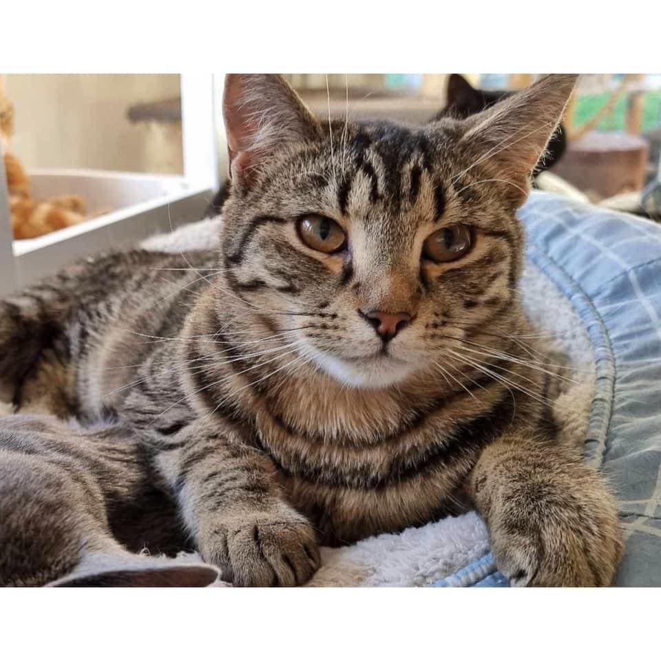 Hazza - Domestic Shorthair cat available for adoption at Perth Rescue Angels in Perth