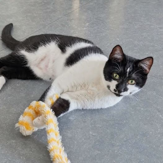Possum - Domestic Shorthair cat available for adoption at Perth Rescue Angels in Perth