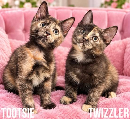 Tootsie & Twizzler - Domestic Medium Hair cat available for adoption at Perth Rescue Angels in Perth