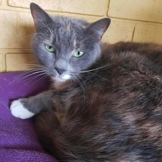 Lavender - Domestic Shorthair cat available for adoption at Perth Rescue Angels in Perth