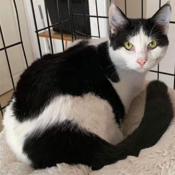 Hershey - Domestic Shorthair cat available for adoption at Perth Rescue Angels in Perth