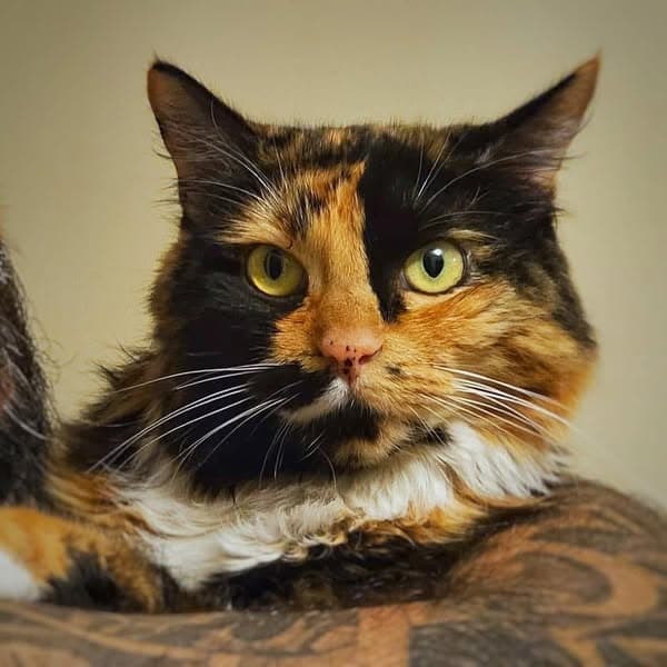 Betty Boop - Domestic Medium Hair cat available for adoption at Perth Rescue Angels in Perth