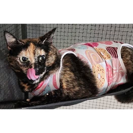 Patches - Domestic Shorthair cat available for adoption at Perth Rescue Angels in Perth