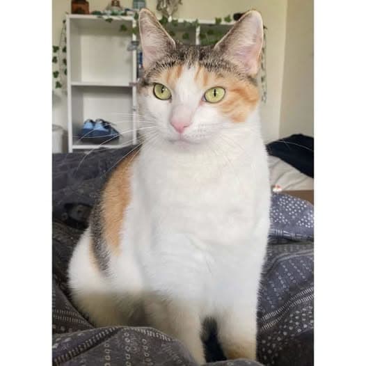 Frangipani - Domestic Shorthair cat available for adoption at Perth Rescue Angels in Perth