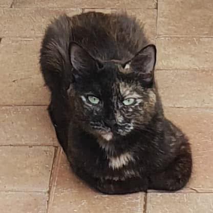 Truffles - Domestic Shorthair cat available for adoption at Perth Rescue Angels in Perth