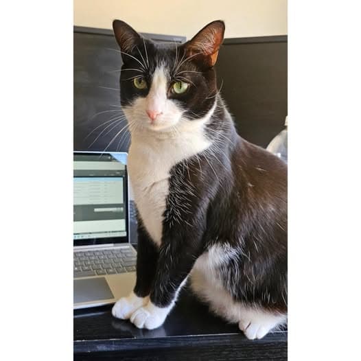 Zuko - Domestic Shorthair cat available for adoption at Perth Rescue Angels in Perth