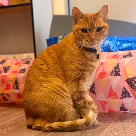 Loki - Domestic Shorthair cat available for adoption at Perth Rescue Angels in Perth