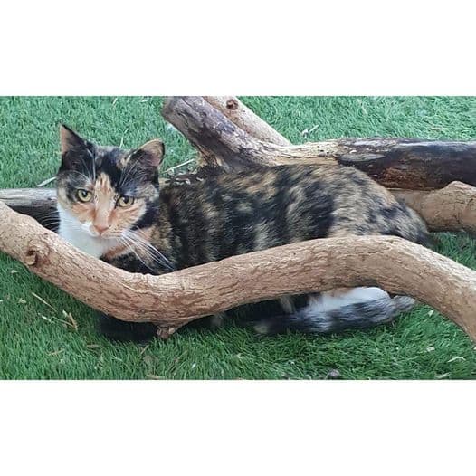 Tali - Domestic Shorthair cat available for adoption at Perth Rescue Angels in Perth