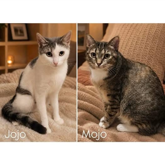 Mojo & Jojo - Domestic Shorthair cat available for adoption at Perth Rescue Angels in Perth