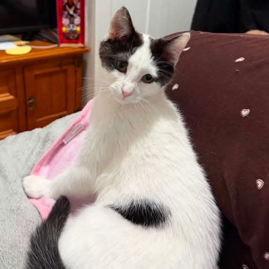 Cake - Domestic Shorthair cat available for adoption at Perth Rescue Angels in Perth