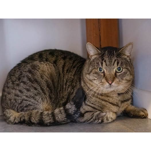 Charles - Domestic Shorthair cat available for adoption at Perth Rescue Angels in Perth