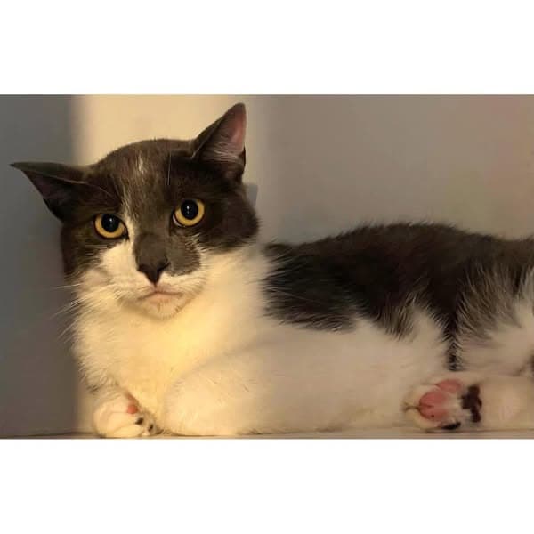 Sparkles - Domestic Shorthair cat available for adoption at Perth Rescue Angels in Perth