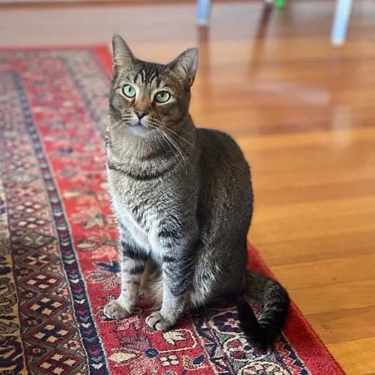 Kedi - Domestic Shorthair cat available for adoption at Perth Rescue Angels in Perth