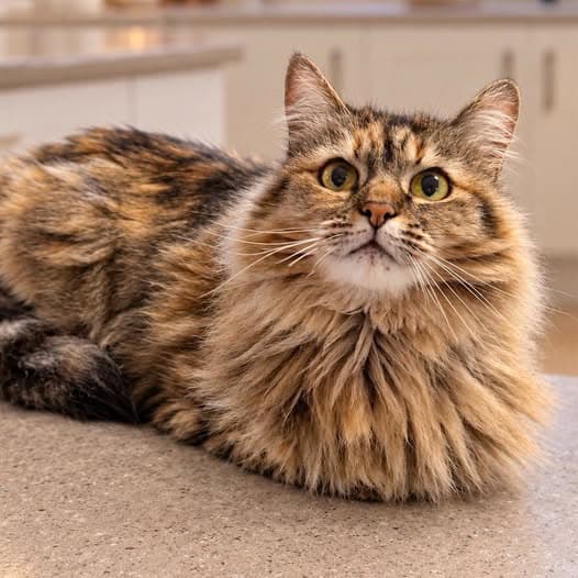 Molly - Domestic Medium Hair cat available for adoption at Perth Rescue Angels in Perth