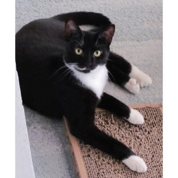 Marlow - Domestic Shorthair cat available for adoption at Perth Rescue Angels in Perth