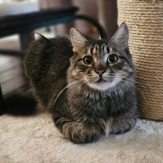 Quartz - Domestic Medium Hair cat available for adoption at Perth Rescue Angels in Perth