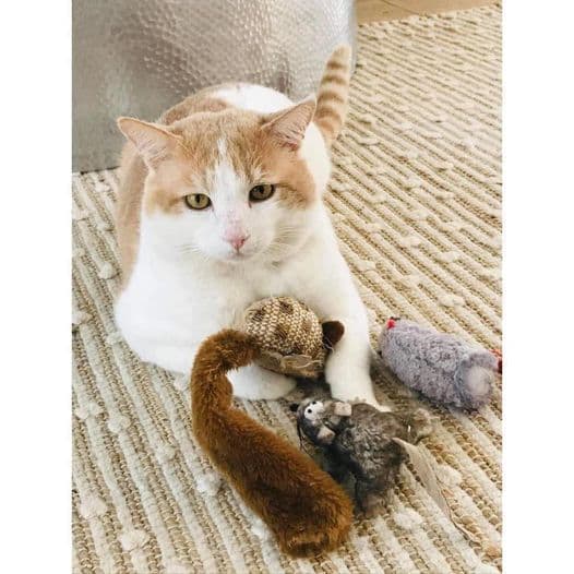Imbir - Domestic Shorthair cat available for adoption at Perth Rescue Angels in Perth