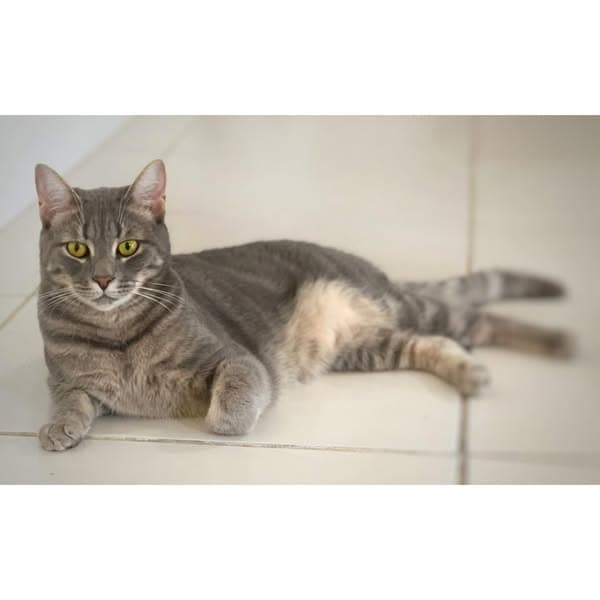 Pork Chop - Domestic Shorthair cat available for adoption at Perth Rescue Angels in Perth