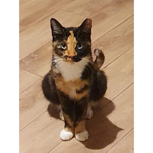 Ruby - Domestic Shorthair cat available for adoption at Perth Rescue Angels in Perth