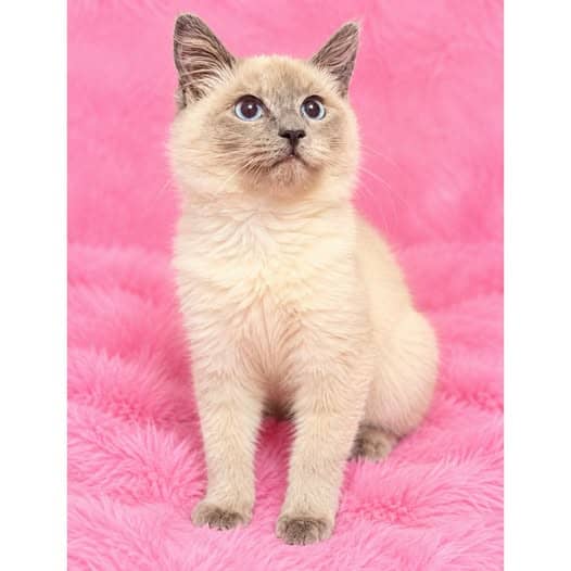 Gertie - Ragdoll X cat available for adoption at Perth Rescue Angels in Perth
