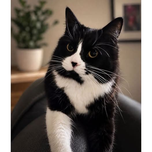 Lilith - Domestic Shorthair cat available for adoption at Perth Rescue Angels in Perth