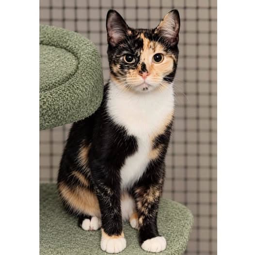 Alice - Domestic Shorthair cat available for adoption at Perth Rescue Angels in Perth