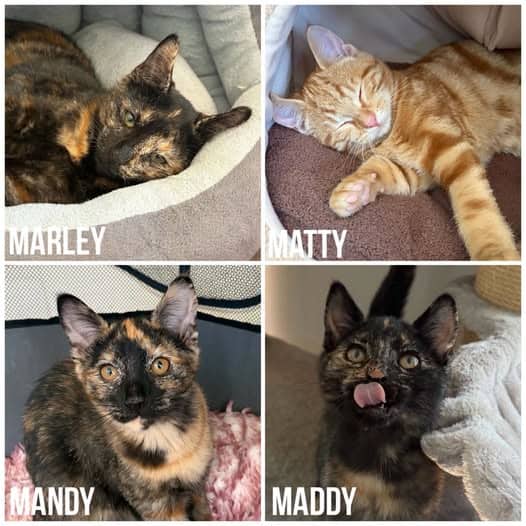 Kittens - Domestic Shorthair cat available for adoption at Perth Rescue Angels in Perth