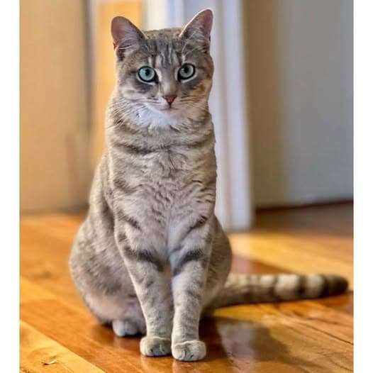 Shelby - Domestic Shorthair cat available for adoption at Perth Rescue Angels in Perth