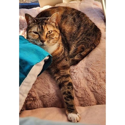 Tortoise - Domestic Shorthair cat available for adoption at Perth Rescue Angels in Perth