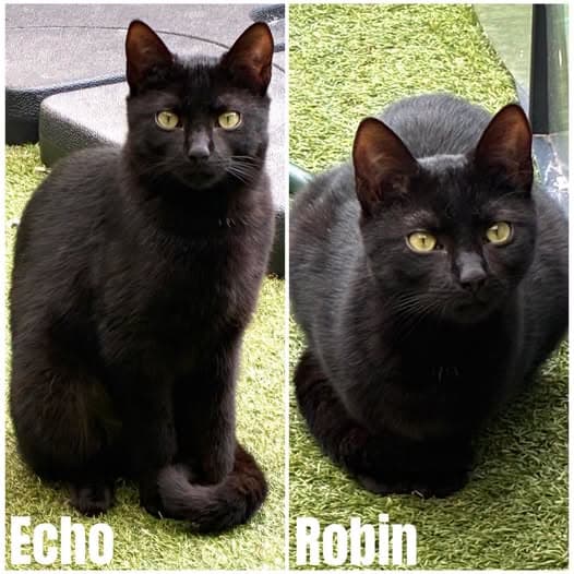 Echo & Robin - Domestic Shorthair cat available for adoption at Perth Rescue Angels in Perth