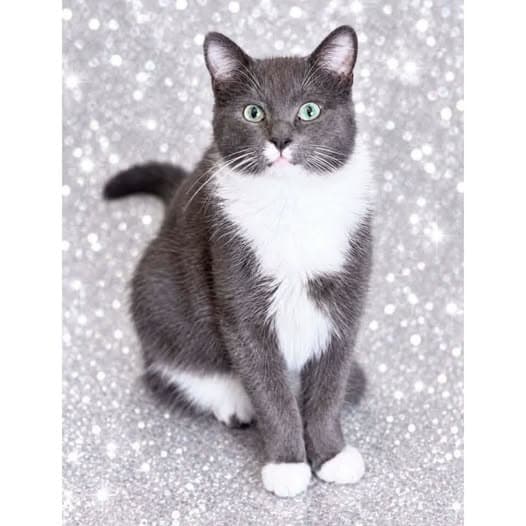 Jack - Domestic Shorthair cat available for adoption at Perth Rescue Angels in Perth