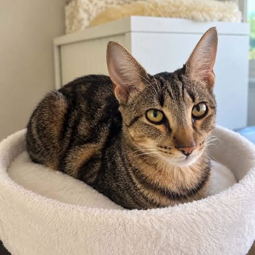 Bermuda - Domestic Shorthair cat available for adoption in Perth