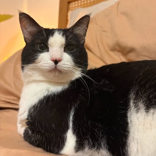Ramen - Domestic Shorthair cat available for adoption at Perth Rescue Angels in Perth