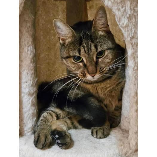 Cura - Domestic Shorthair cat available for adoption at Perth Rescue Angels in Perth