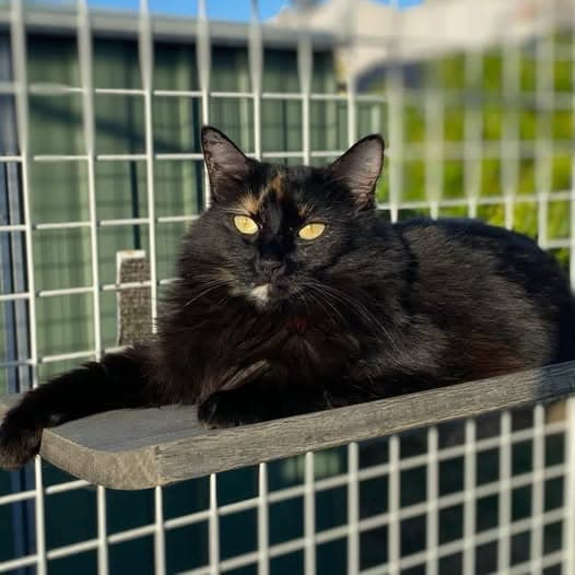 LouLou - Domestic Medium Hair cat available for adoption at Perth Rescue Angels in Perth