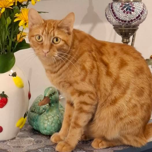 Connor - Domestic Shorthair cat available for adoption at Perth Rescue Angels in Perth