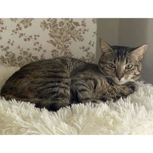 Cotton - Domestic Shorthair cat available for adoption at Perth Rescue Angels in Perth
