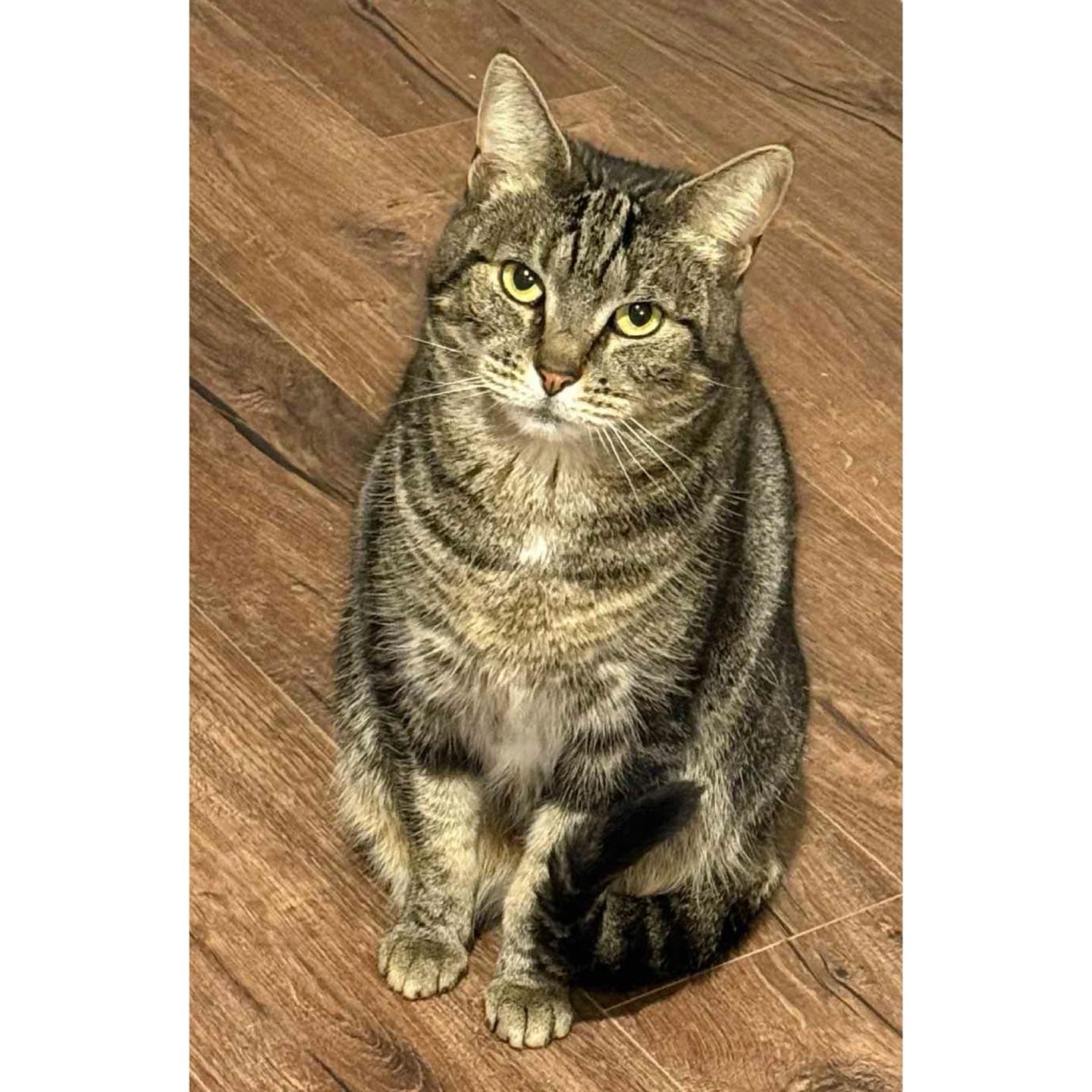Lunakins - Domestic Shorthair cat available for adoption at Perth Rescue Angels in Perth