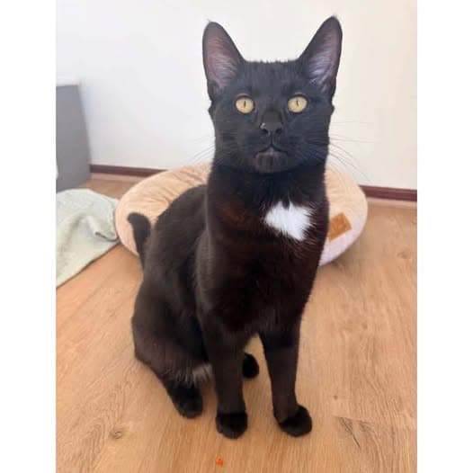 Merlin - Domestic Shorthair cat available for adoption at Perth Rescue Angels in Perth